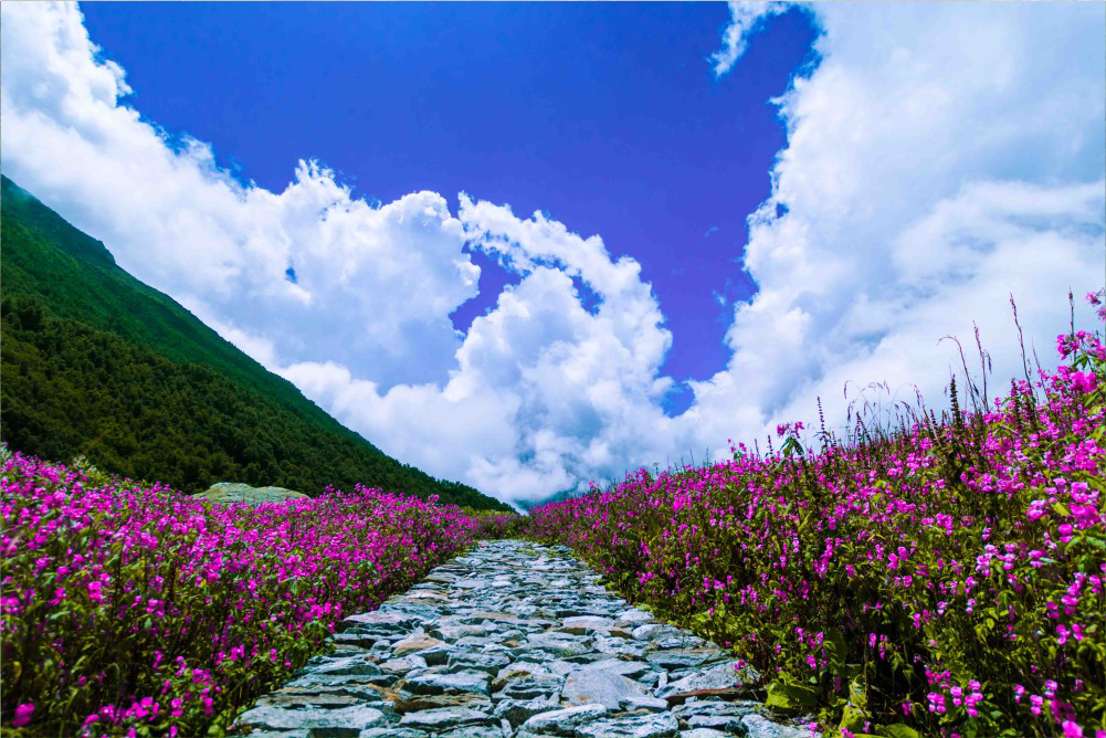 valley of flowers